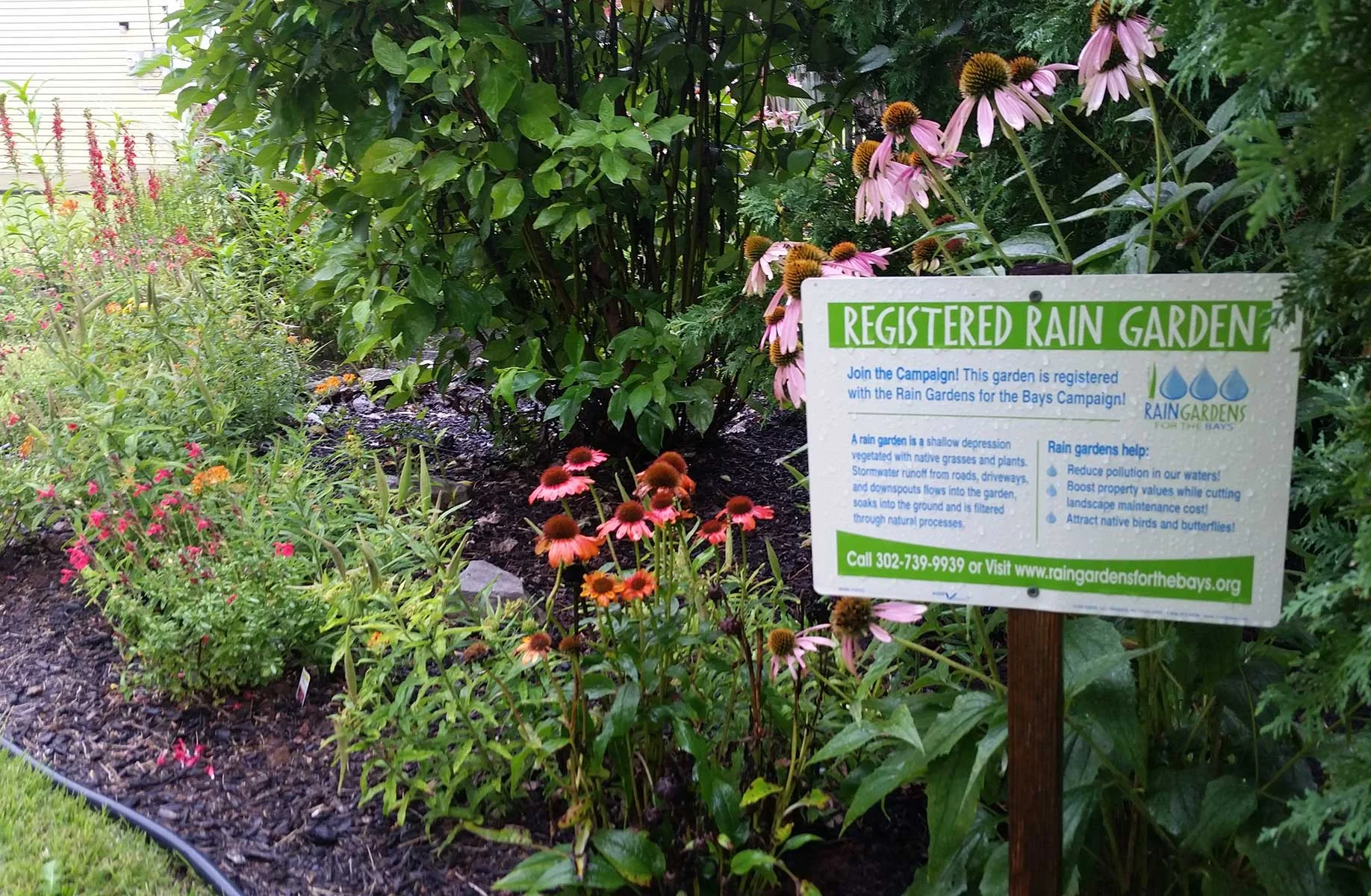 AmblerRainGarden.jpg