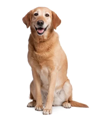 dog.jpg