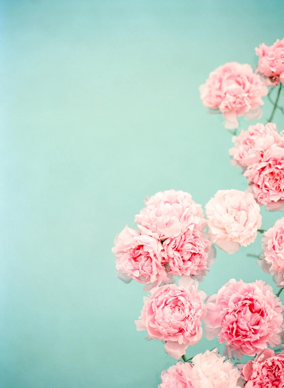 PINK PEONIES.jpg