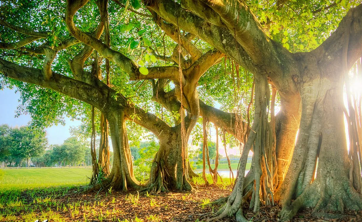 banyantree_kim-seng.jpg