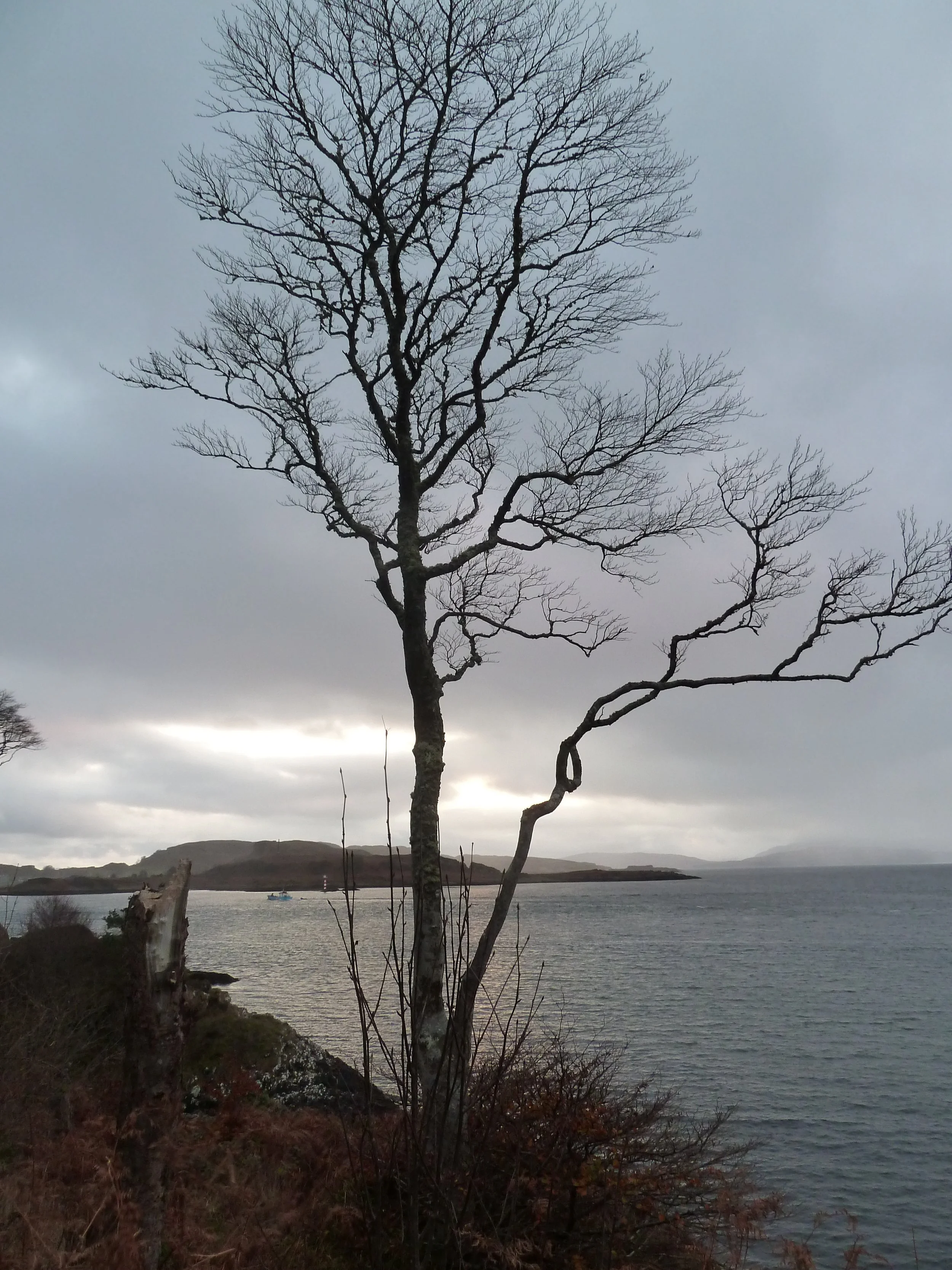 tree on the road to little Ganavan
