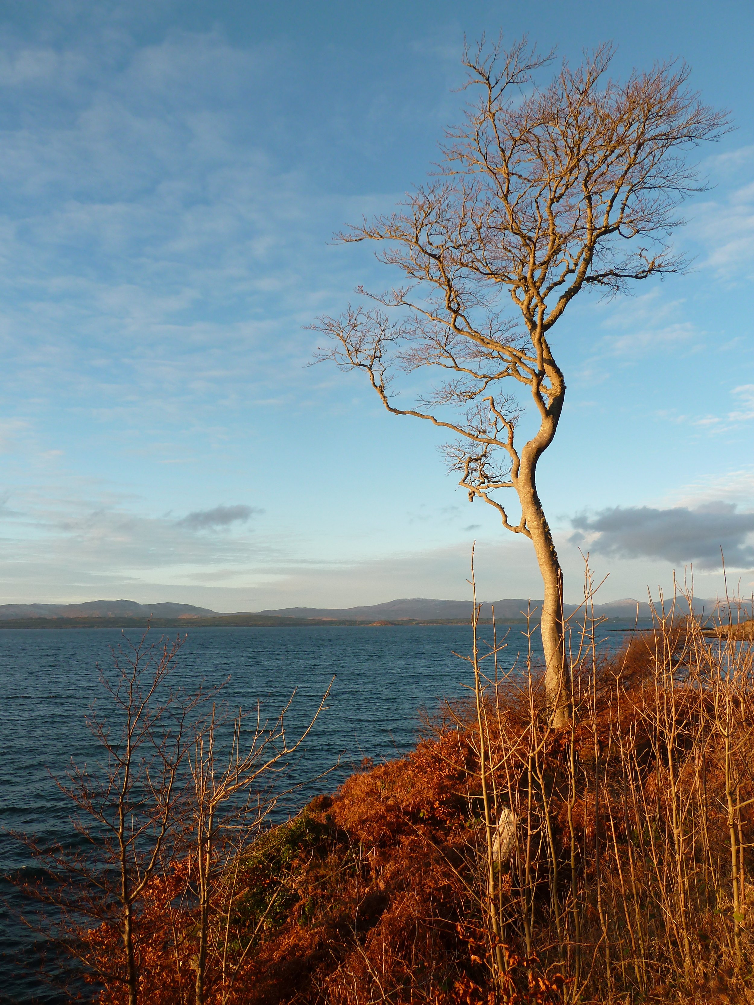 Tree on the road to Ganavan Beach