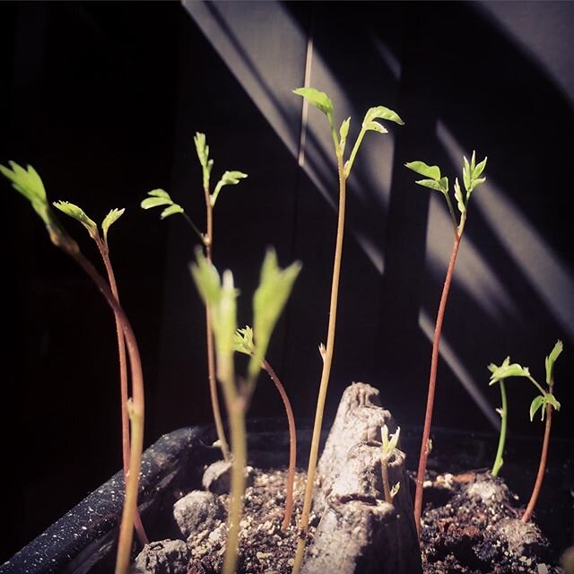 🌸🌸🌸
wisteria seedling update
🙌🏽🙌🏽🙌🏽
setting them outside today
🤞🏼🤞🏼🤞🏼