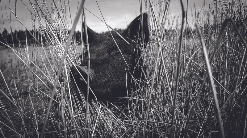 Jenny_Rice_Portraits in Nature; Pig.jpg