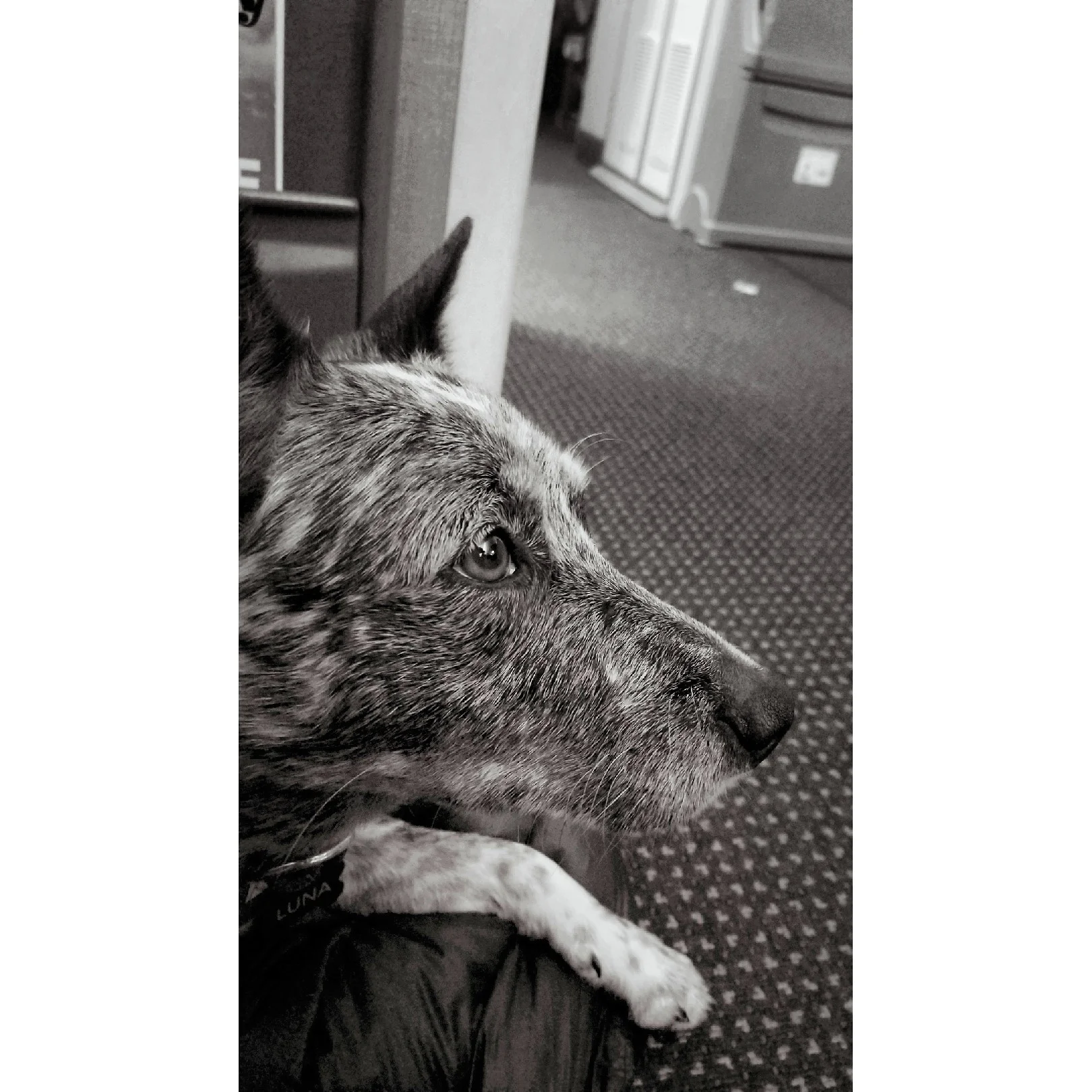 (Luna on board our flight from Chicago to Barcelona)