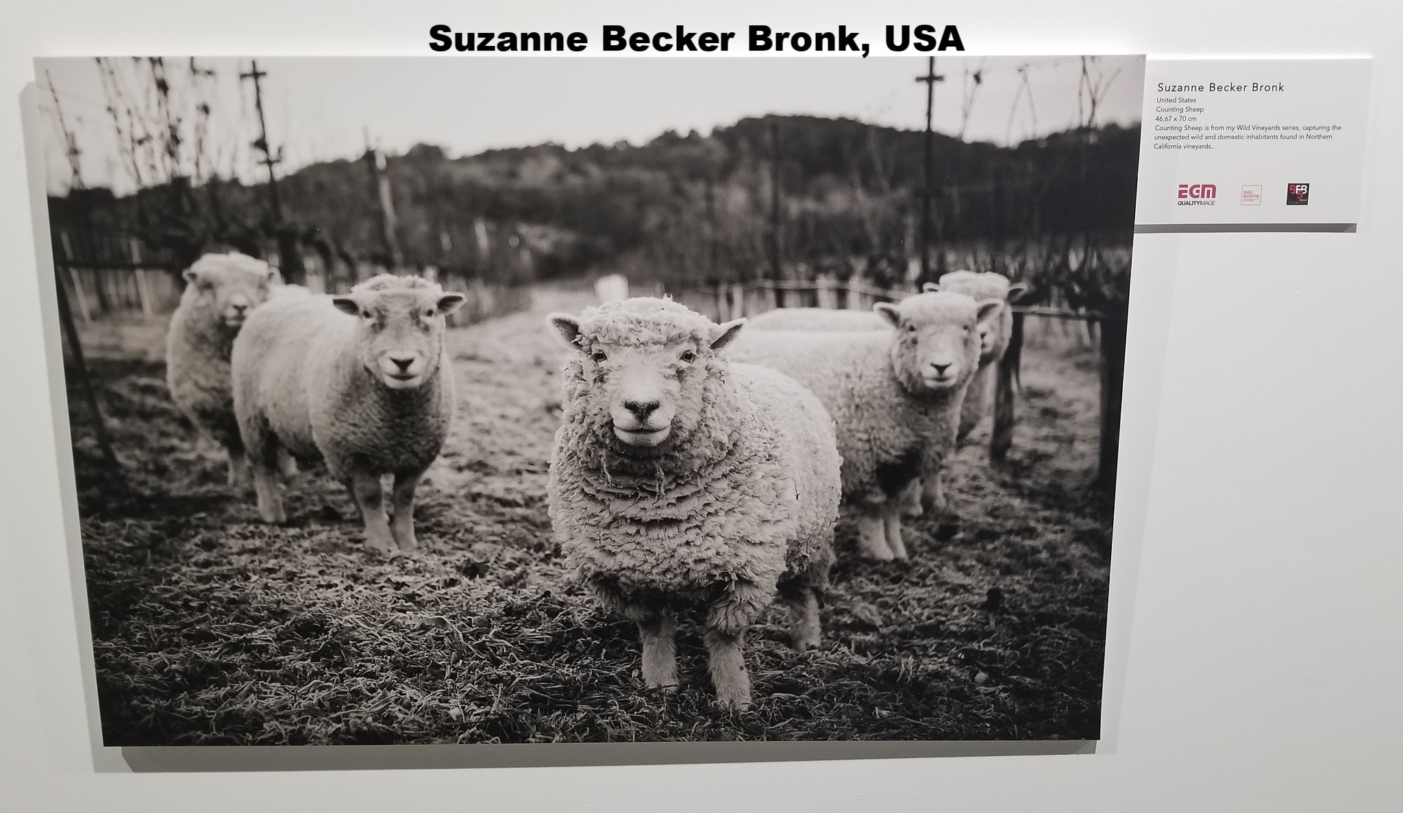 Suzanne Becker Bronk, United States 