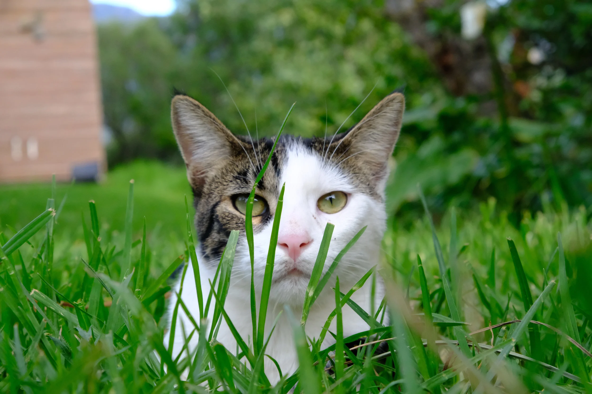 A cat where I stayed near Tarifa, Andalucia.