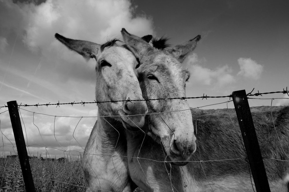 Jenny Rice_donkeys in Andalucia.jpg