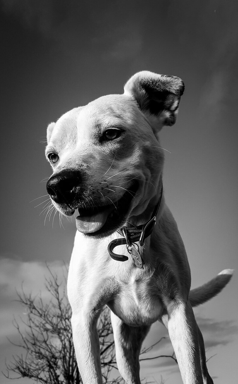 lucy portrait .jpg