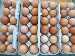 Farm Fresh Eggs 