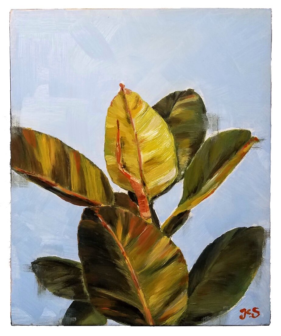 Ficus Elastica no. 2