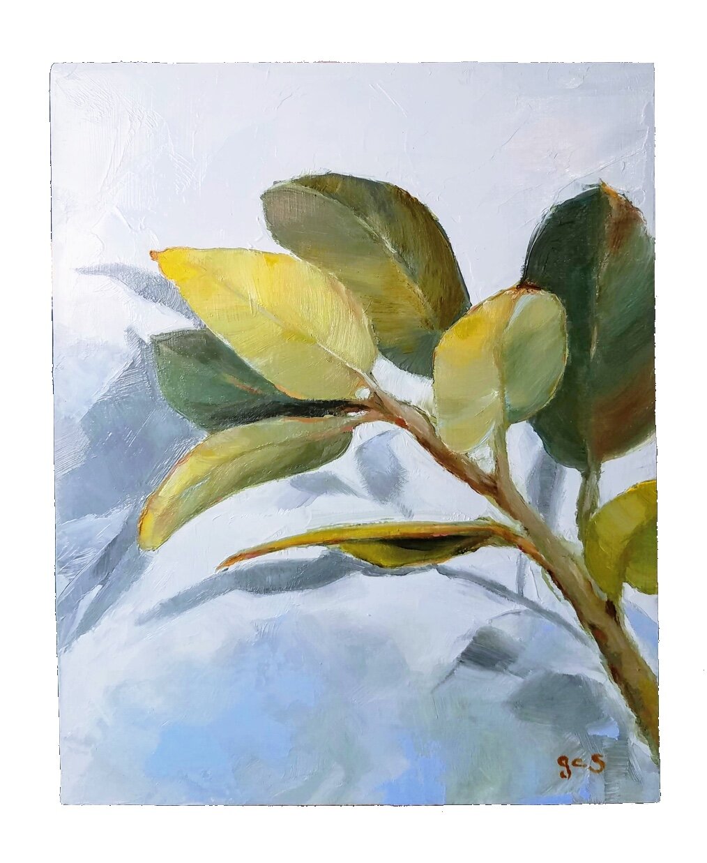 Eucalyptus no. 2