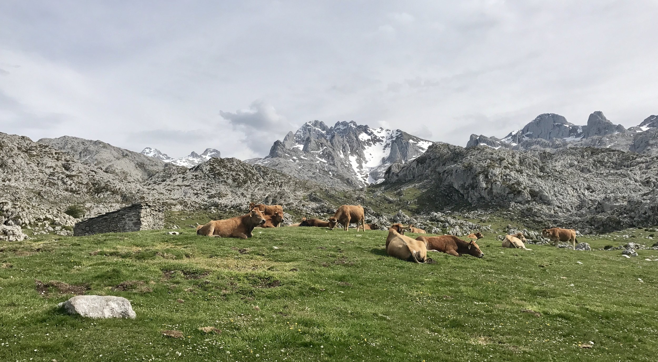 Vacas y Picos.jpg