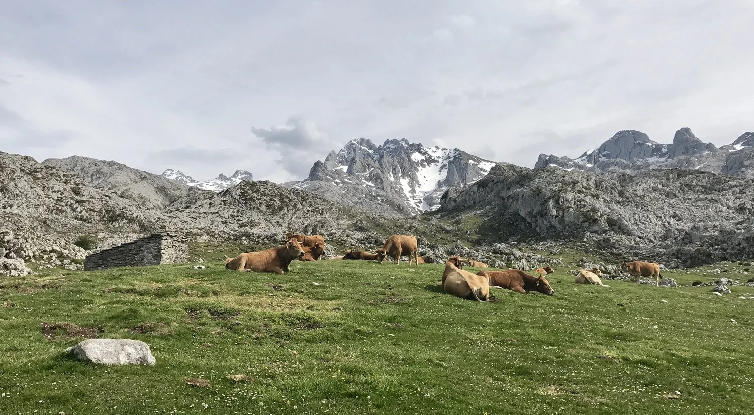 Vacas+y+Picos.jpeg