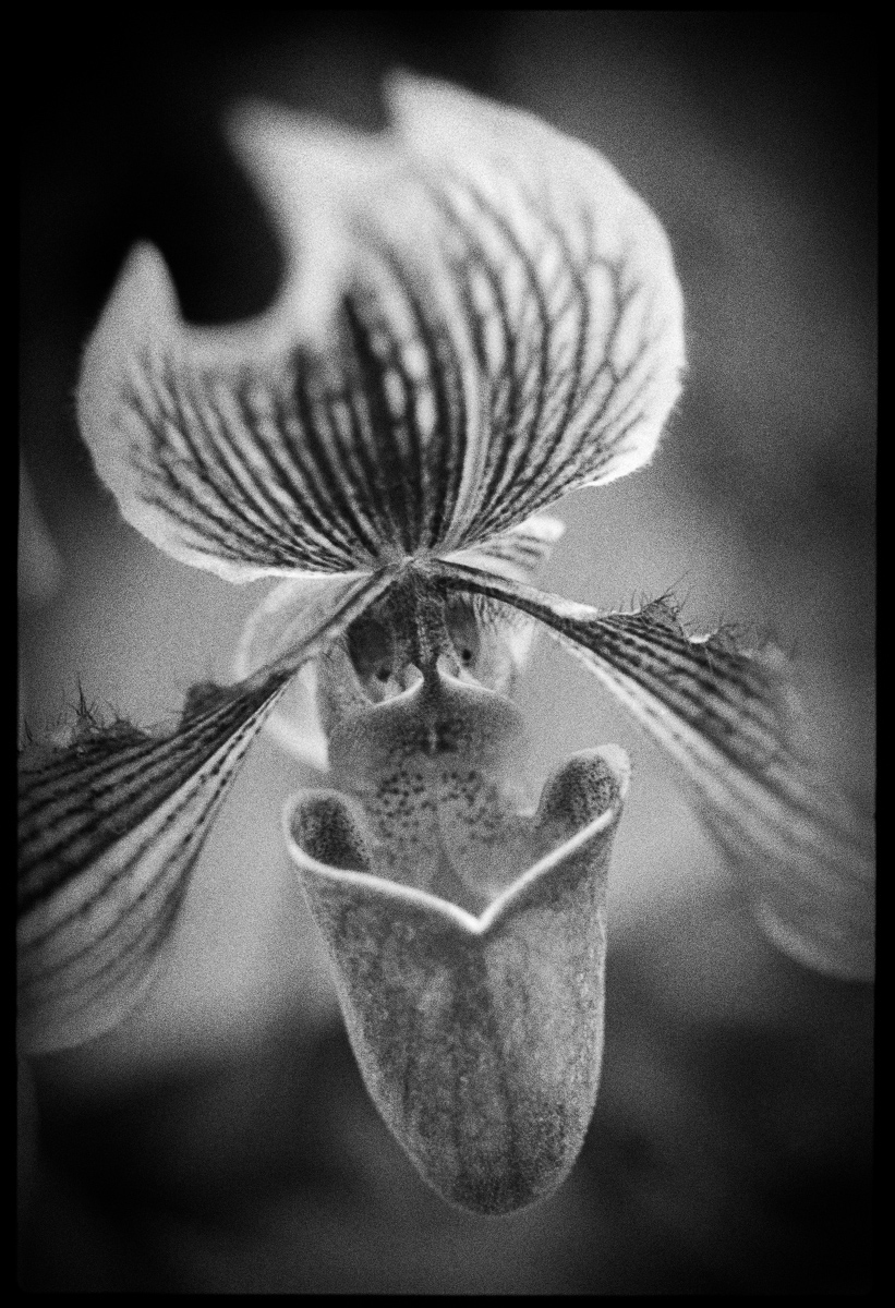 20180126-Archive-Flower_Face.jpg
