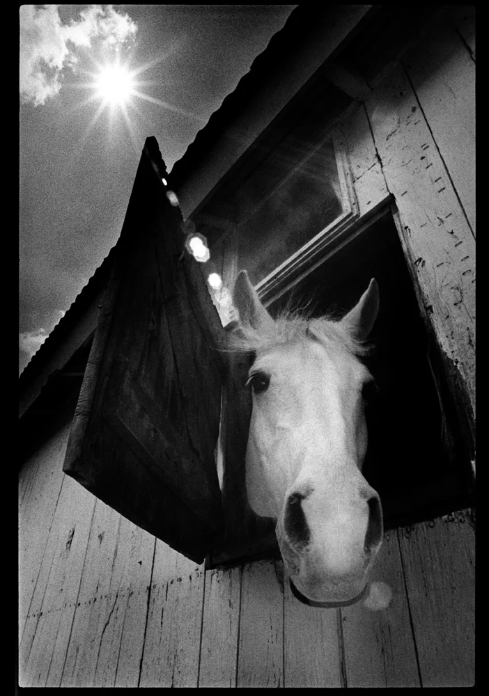 20180122-TC-Archive-Horse_and_sunburst-1980-001.jpg