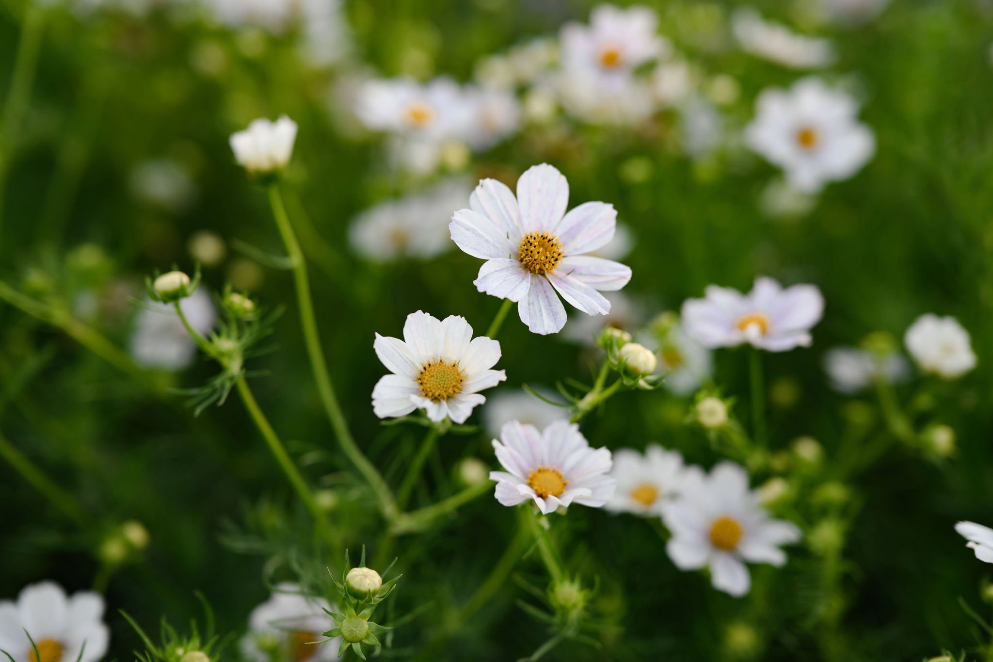 EBP090322-WasatchBlooms(130).jpg