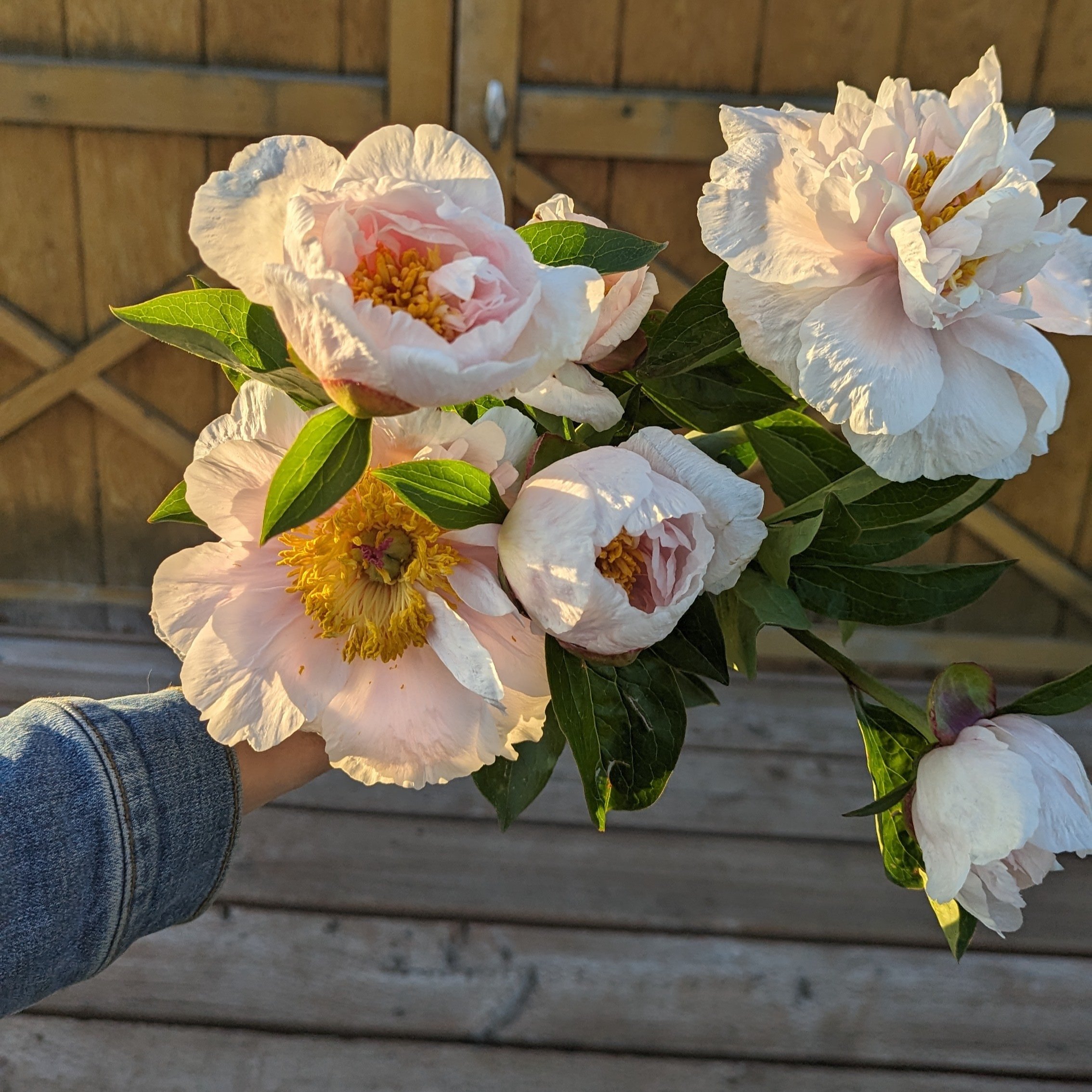 Peony Share, 2025