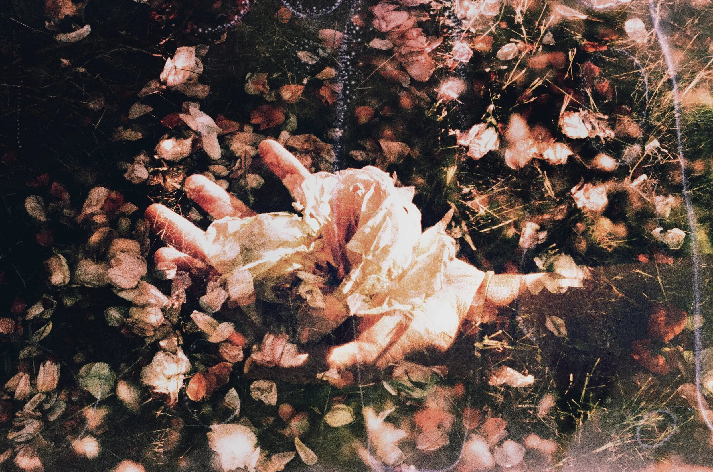 decay in bloom