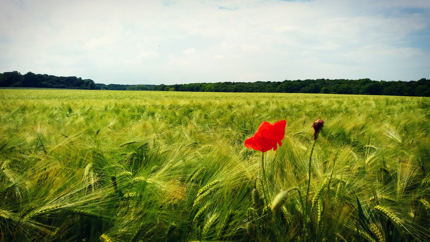In Chaumontel the poppies grow ...