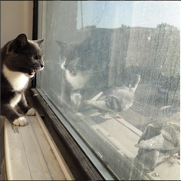 Screen Shot 2016-02-16 at 11.05.25 PM.png