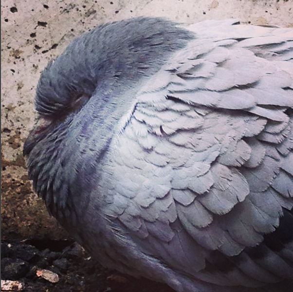 Screen Shot 2016-02-16 at 11.27.51 PM.png