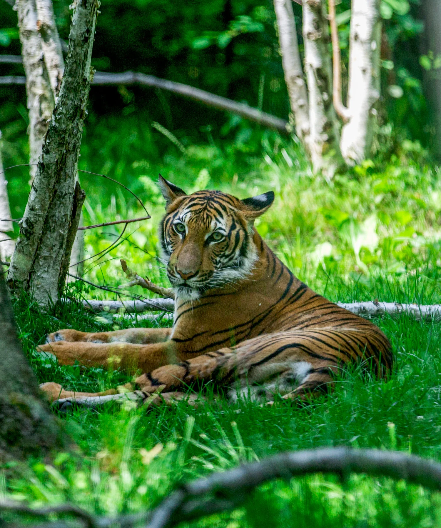 TigerWeb.jpg