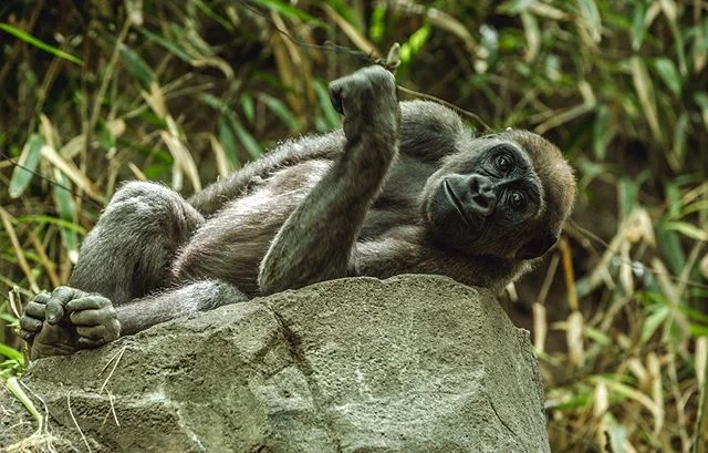 Getting plenty of rest before the start of another week!