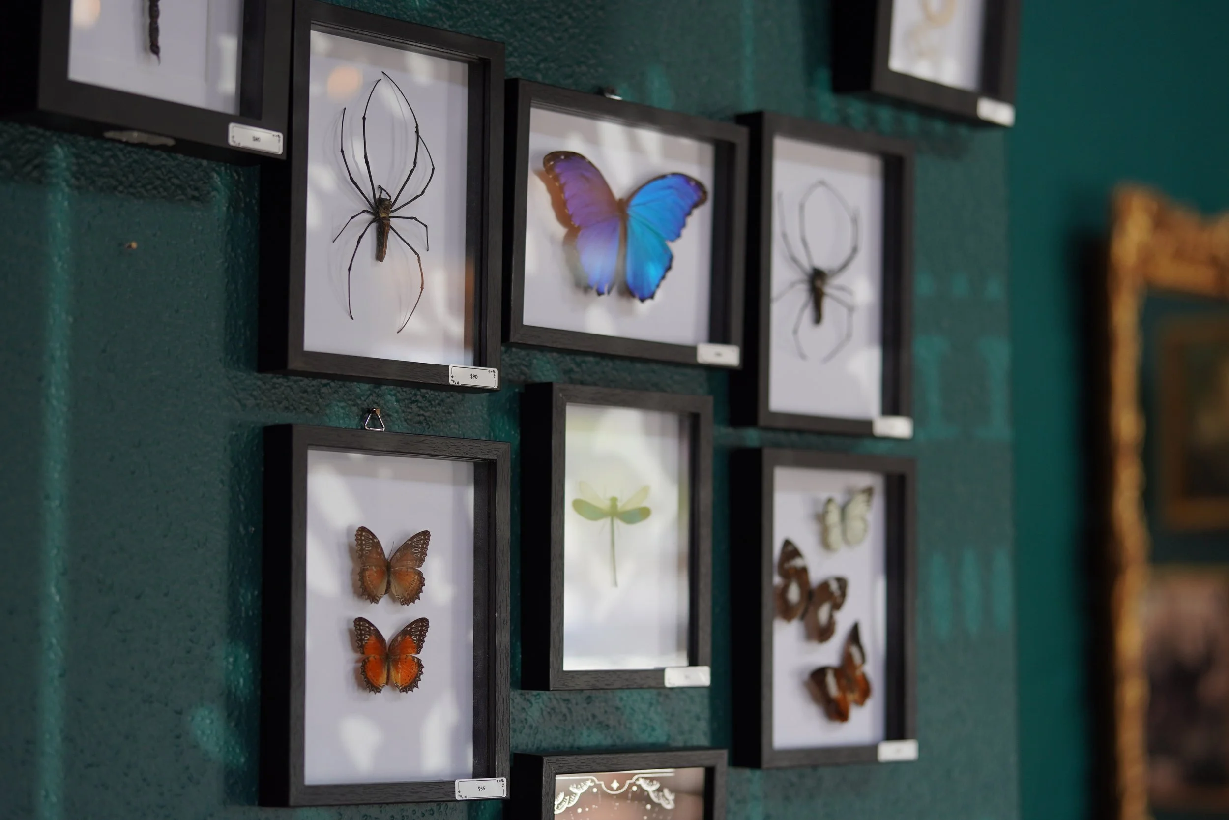 A display of framed insect and butterfly specimens on a green background wall in a store, with visible price tags.