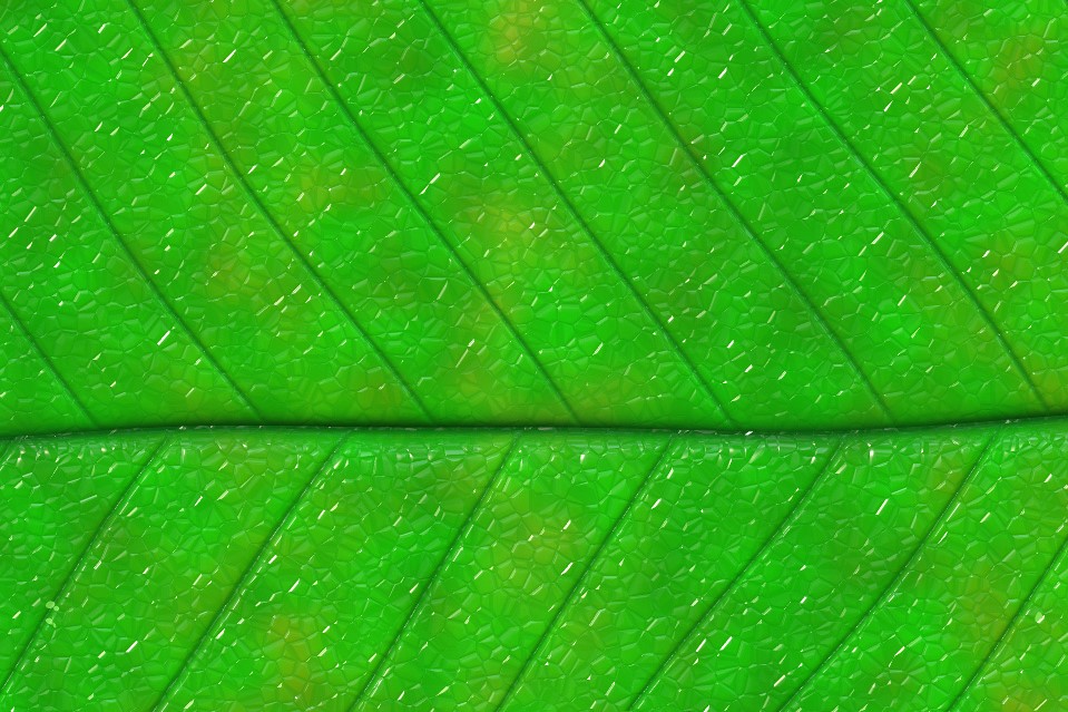 leaf wallpaper.jpg