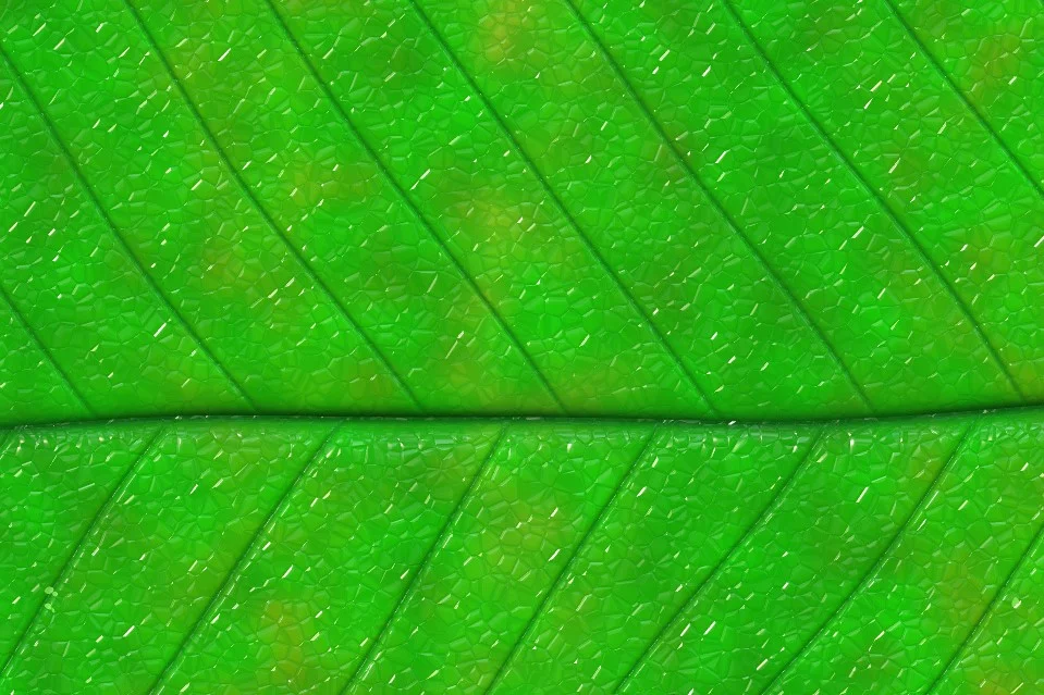 leaf wallpaper.jpg