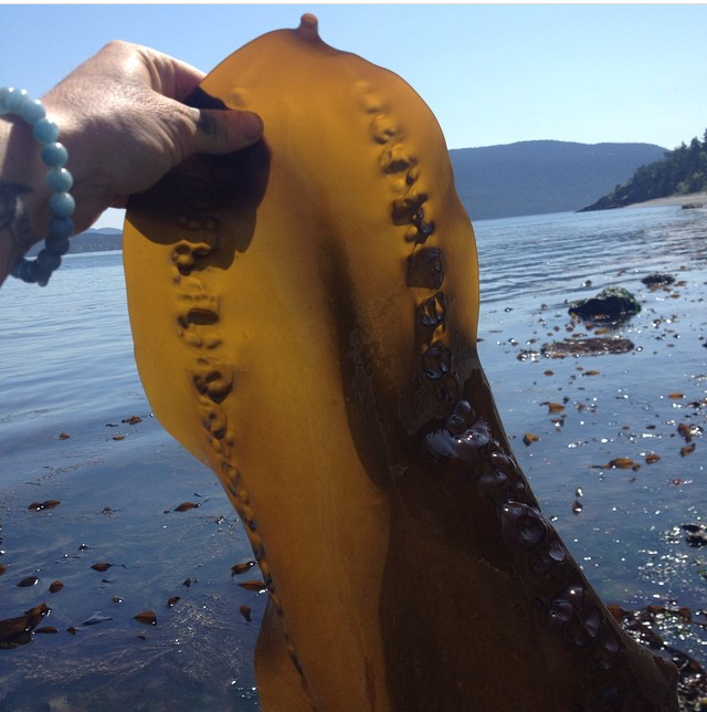 Collecting seaweed
