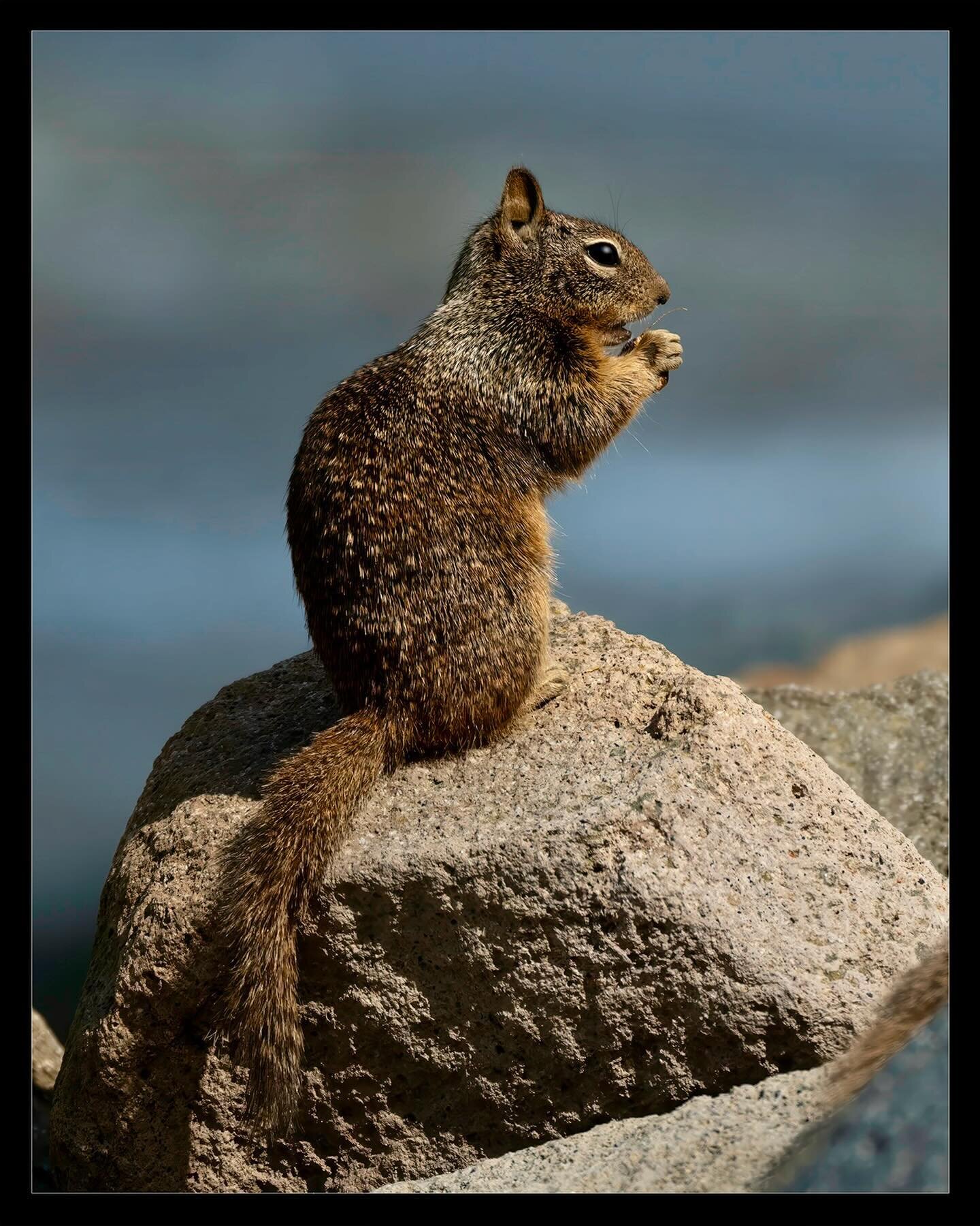 A squirrel hoping for someone to drop some sustenance at Morro Rock! #morrobay 

Nikon Z7II
Nikkor 80-400mm f/4.5-5.6

#squirrel #squirrellove #squirrellife #squirrels #morrobayca #morrorock #animals_captures #squirrelwhisperer #squirrelhunting #squi
