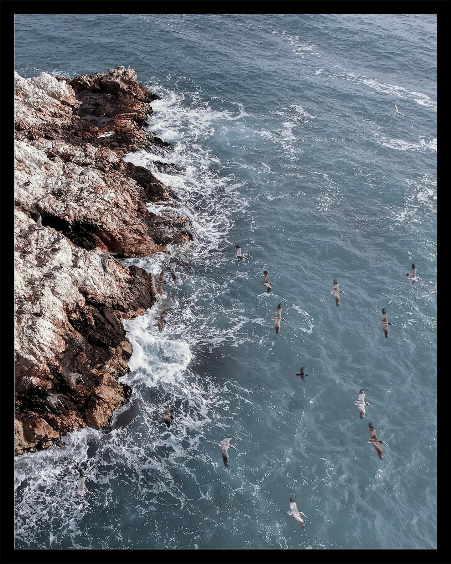 Pelicans at White Rock | Pismo Beach, CA | #pismobeach 

35.163374&deg; N, 120.709762&deg; W

DJI Inspire 2/Zenmuse X5/Polar Pro ND8

#pismo #pelicans #beachbirds #whiterock #centralcoast #centralcoastcalifornia #djiglobal #djiinspire2 #dronephotogra