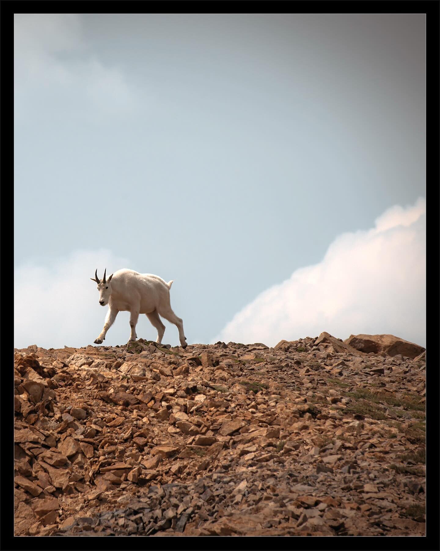 🚨 ⏮️⏮️ SWIPE SERIES - DON&rsquo;T MISS ⏭️⏭️ 🚨 

Argentine Pass off-roading with the Lyons&rsquo; - we came across a Rocky Mountain Goat doing what Rocky Mountain Goats do; risking their lives to scale cliffs! They don&rsquo;t for survival but at a 