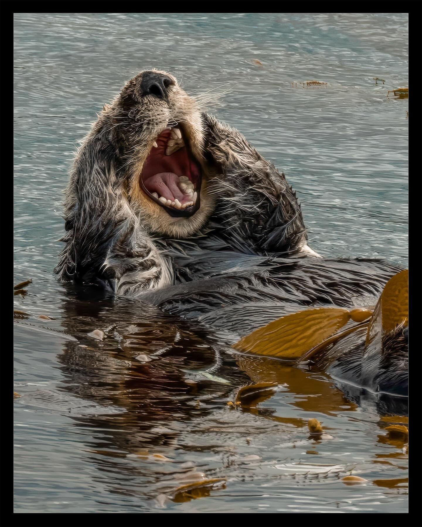 🔔 🚨 ⏮️ SWIPE SERIES | Don&rsquo;t Miss ⏭️ 🚨 🔔 

Sea otters in Morro Bay, California, play a crucial role in the local marine ecosystem. Considered a keystone species, they help maintain the balance of nearshore ecosystems by controlling populatio