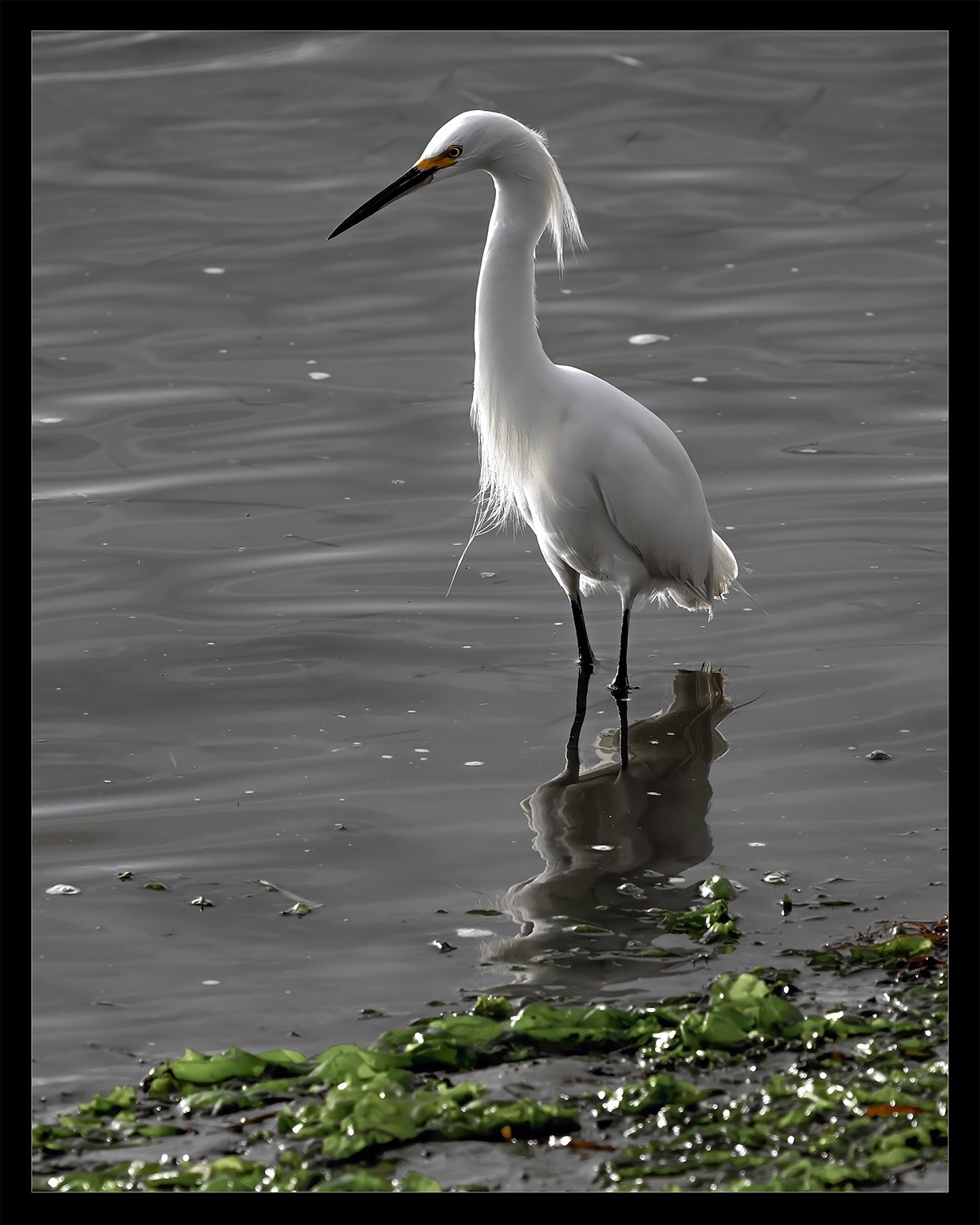 Time to refuel | #snowyegret

Nikon Z7ii
Nikon 180-600mm VR f/4-8
Morro Bay, California
February 28, 2025

#instabirds 
#MorroBayBirds 
#BirdsOfMorroBay 
#SnowyEgretSighting 
#MorroBayWildlife 
#EgretAdventures 
#SnowyEgretGrace 
#MorroBayNature 
#Bi