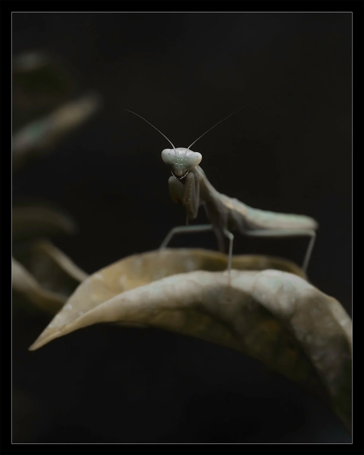 ⏪️ SWIPE SERIES | DON’T MISS ⏩️
Praying mantises are fascinating insects known for their distinctive posture and predatory prowess. Named for their bent front legs resembling a praying stance, these creatures are masters of camouflage, blendin