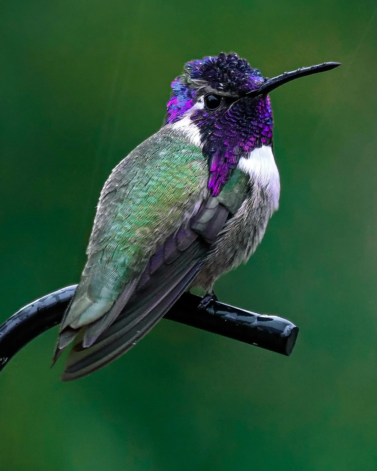 ⏪️ Swipe Series ⏩️ | #hummingbirds 

A male Costa&rsquo;s hummingbird (Calypte costae). These birds are found in the arid and semi-arid regions of the Southwestern United States and northwestern Mexico. 

Males have a vibrant, iridescent violet or ma