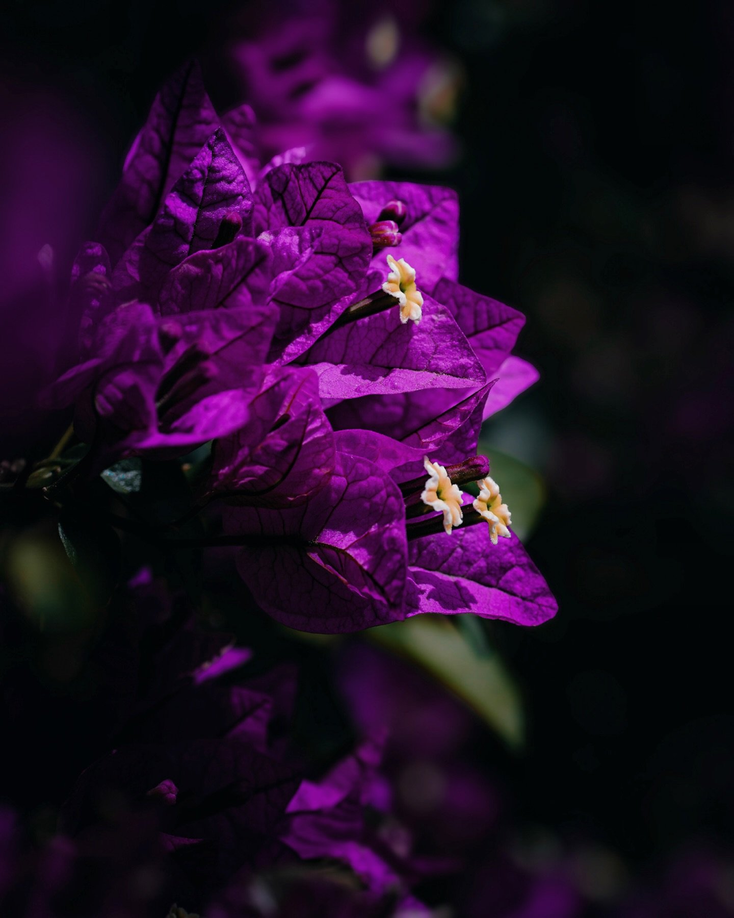 Bougainvillea | #raw_macro 

Nikon Z7II | Nikkor MC 105 f/2.8

#raw_flowers #raw_community_member #macrophotographylove #macrophonephotography