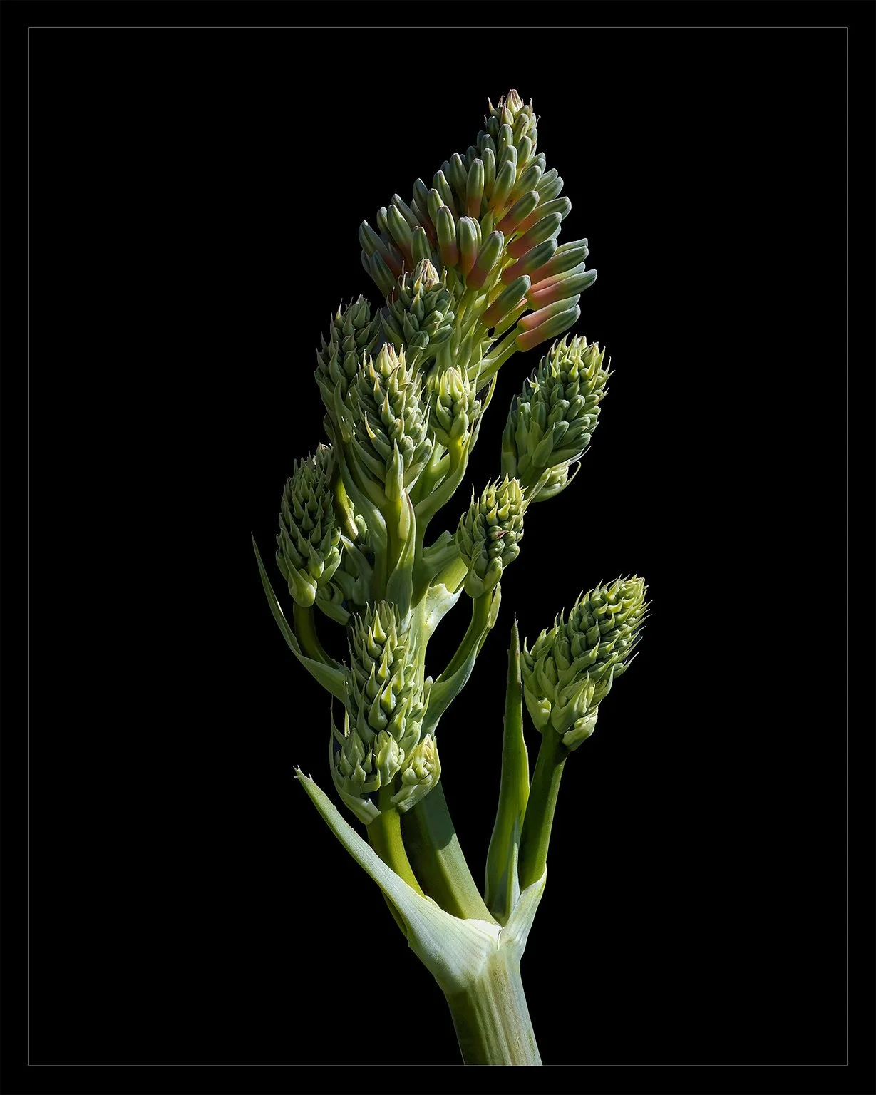 Coral Aloe Inflorescence | #coralaloe | Nikon Z7II/Nikkor MC 105mm F/2.8

⏮️ SWIPE SERIES CAROUSEL ⏭️

🚨 What am I looking at? See description below! 🚨 

&mdash;&mdash;&mdash;&mdash;&mdash;&mdash;

A coral aloe (Aloe striata) inflorescence is a str