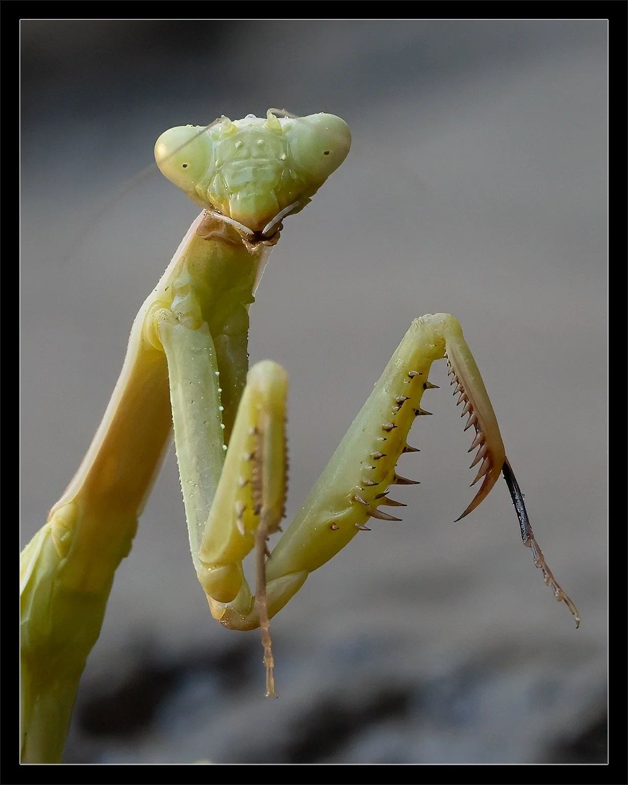 ⏪️ Carousel Series 🚨 Swipe ⏩️

Mantis Macros| #prayingmantis 

&mdash;&mdash;///

#mantis #prayingmantisofinstagram #raw_allnature #raw_insects #raw_macro #artofvisuals #natureisart #tiny_collective #thelittlethings #insectsofinstagram #insectstagra