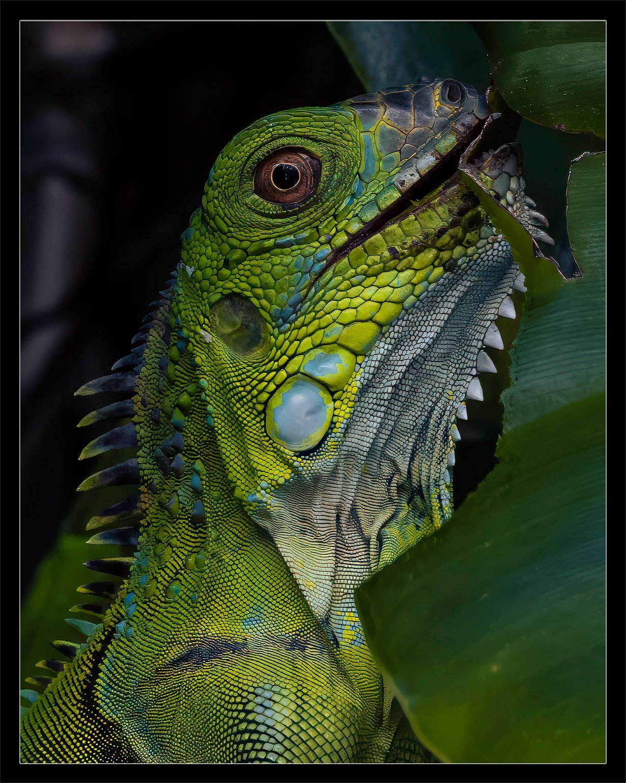 ⏪️ Carousel Series 🚨 Be sure to swipe! ⏩️

Green iguanas (Iguana iguana) are fascinating reptiles native to Central and South America, known for their vibrant green color, though they can shift to shades of orange, blue, or brown depending on mood, 