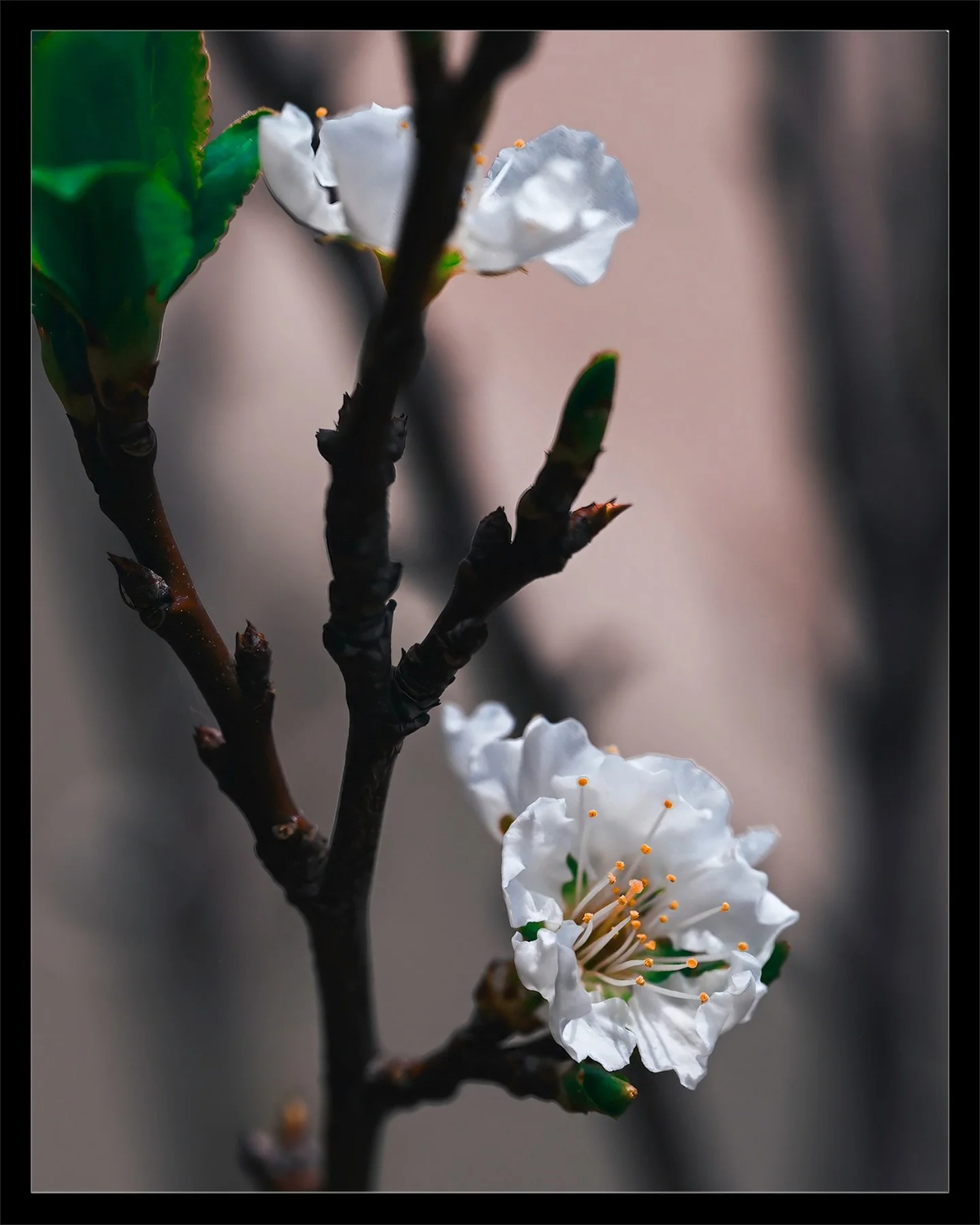 Plum Blossom | #macroandflora 

Nikon Z7ii Mirrorless
Nikkor MC 105mm f/2.8 S

#plumtree #plumblossom #flowersoftheday #flowerblossom #plums #floral_secrets #floralinspo #fruittree #fruittrees #macrophotographylove #macrophotographer #macroaddictsano