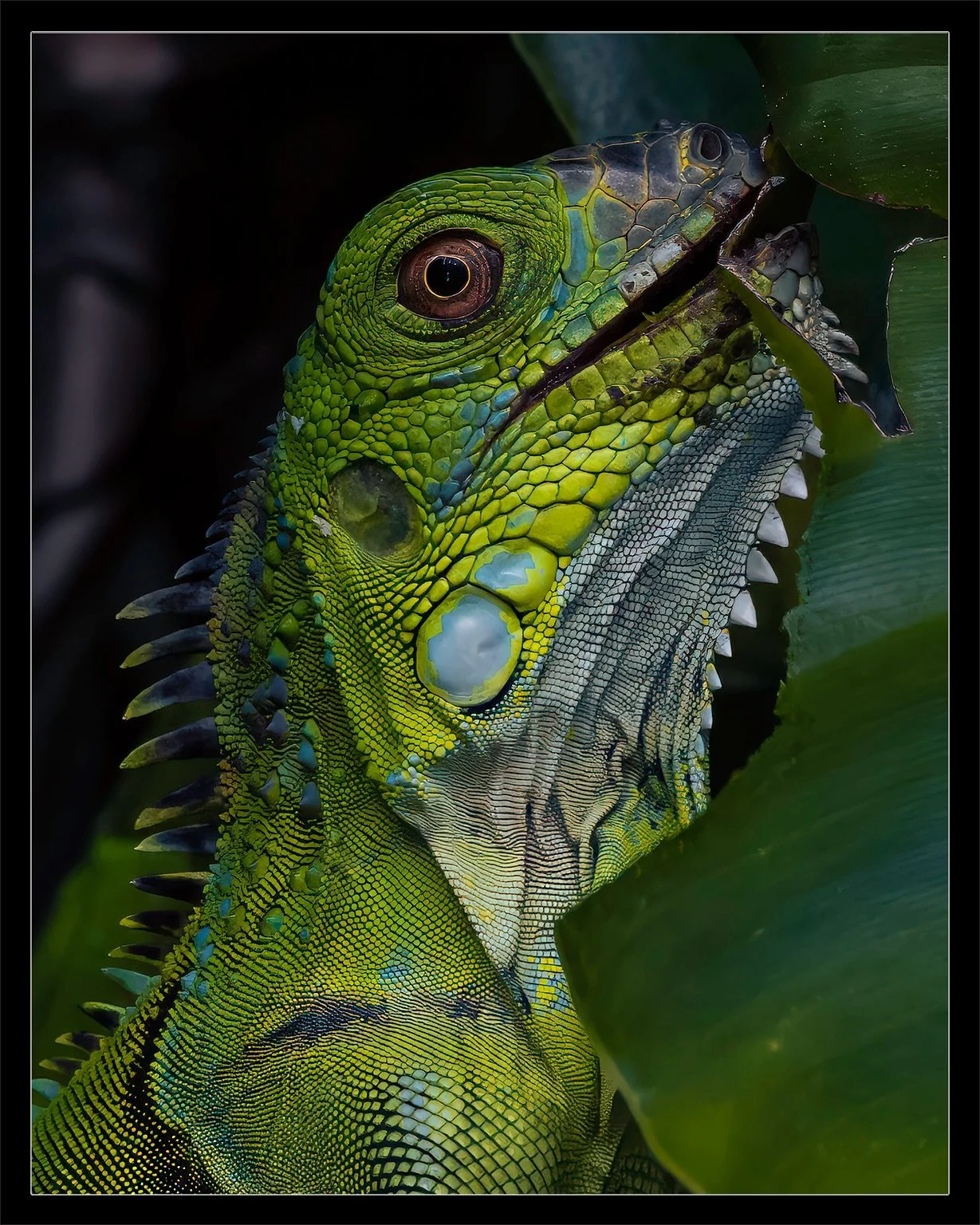 ⏪️ Carousel Series 🚨 Be sure to swipe! ⏩️

Green iguanas (Iguana iguana) are fascinating reptiles native to Central and South America, known for their vibrant green color, though they can shift to shades of orange, blue, or brown depending on mood, 