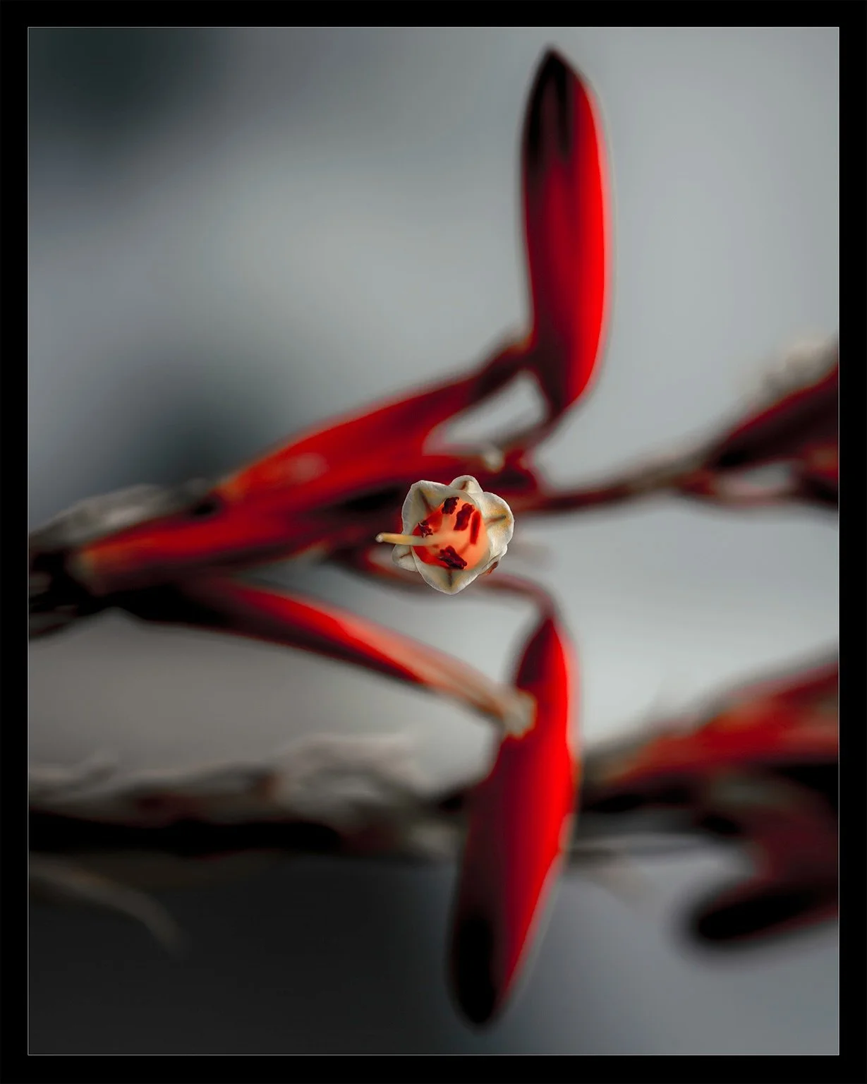 ⏪️ Macro Swipe Series ⏩️

Nikon Z7ii
Nikon MC 105mm f/2.8 S Prime

The Torch Aloe

Description: Aloe arborescens, also known as Torch Aloe, is a large succulent shrub with dense rosettes of grey-green or dark green leaves on erect branching stems. Th