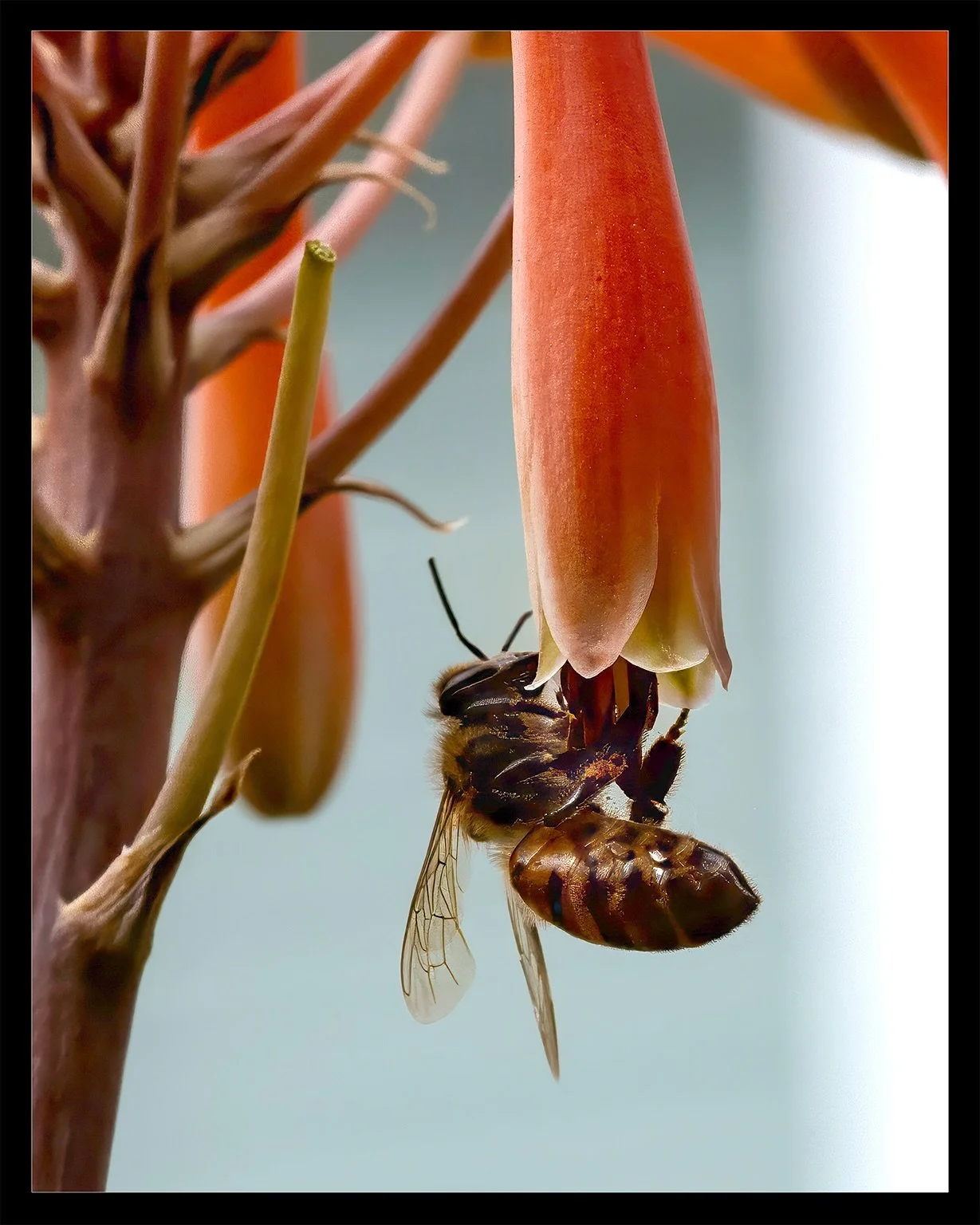 Pollination | #beesofinstagram 

Nikon Z7II
Nikkor MC 105mm f/2.8 S VR

#bees #insects_macro #insect_addict #bee #pollen #pollination #flowers_shotz ##nikonusa #nikon #macroworld #raw_macro #livingcreatures #thelittlethings #natureisart