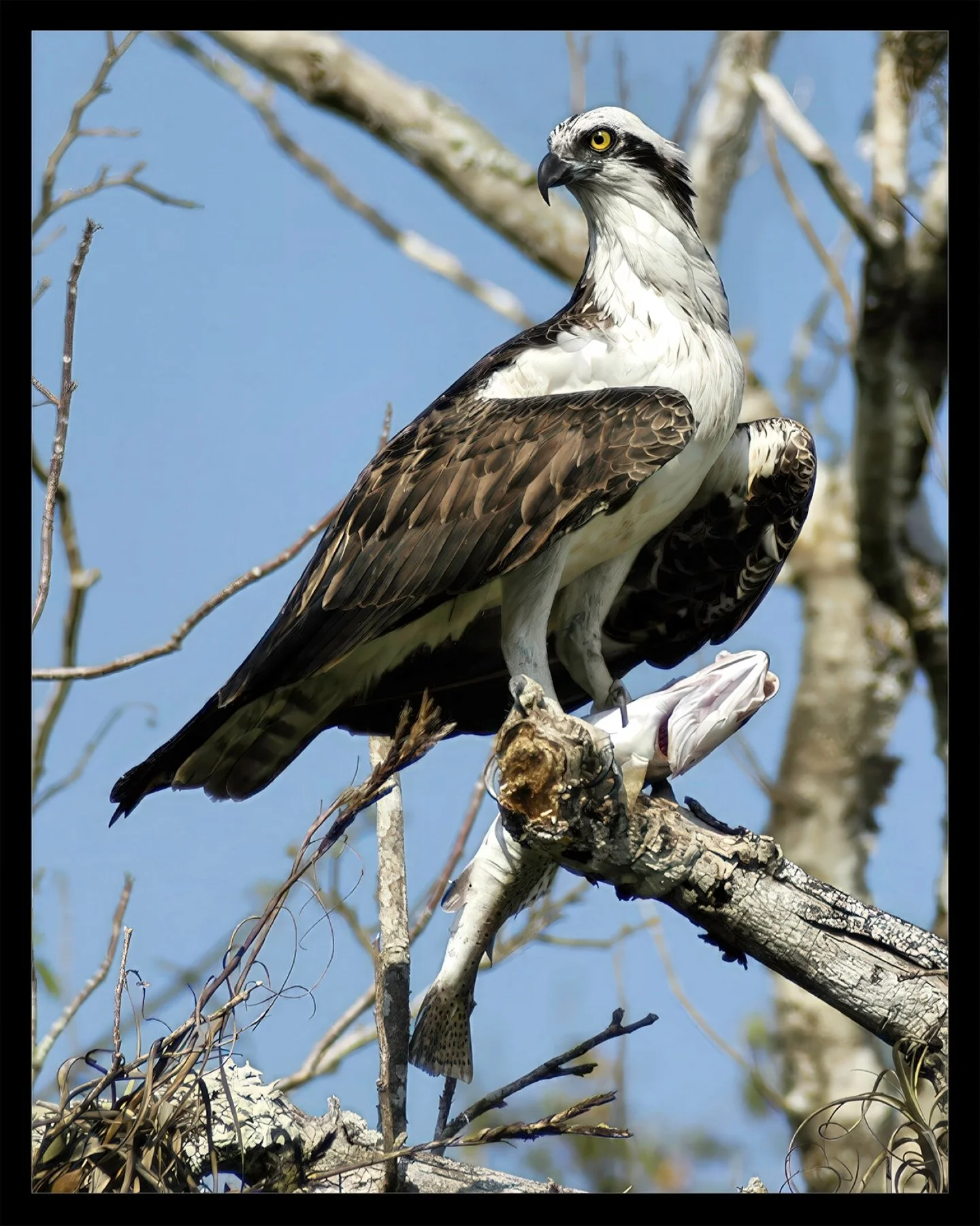 Osprey&rsquo;s Prey | #evergladesnationalpark 

&mdash;&mdash;///
#osprey  #everglades  #birdofprey  #raptors  #wildlifephotographer  #ospreynest  #floridawildlife  #wetlands  #birdwatching  #birdsofprey  #birdsoﬁnstagram  #naturephotography  #wildli