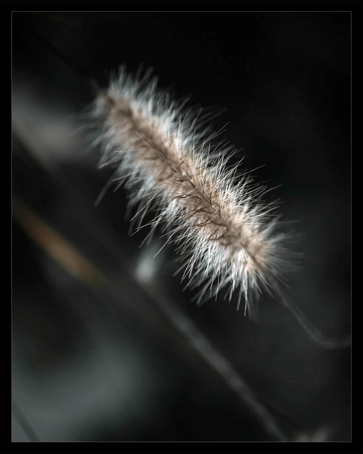 Solace in Silence | #foxtail 

Nikon Z7ii
Nikkor MC 105mm f/2.8 S Prime

#foxtailfern #desertplants #macro #macrophotographylove #macrophotos #macrophoto #depthoffield #macroaddictsanonymous #plantlife #beautifulplants #artofvisuals #eclectic_earth #