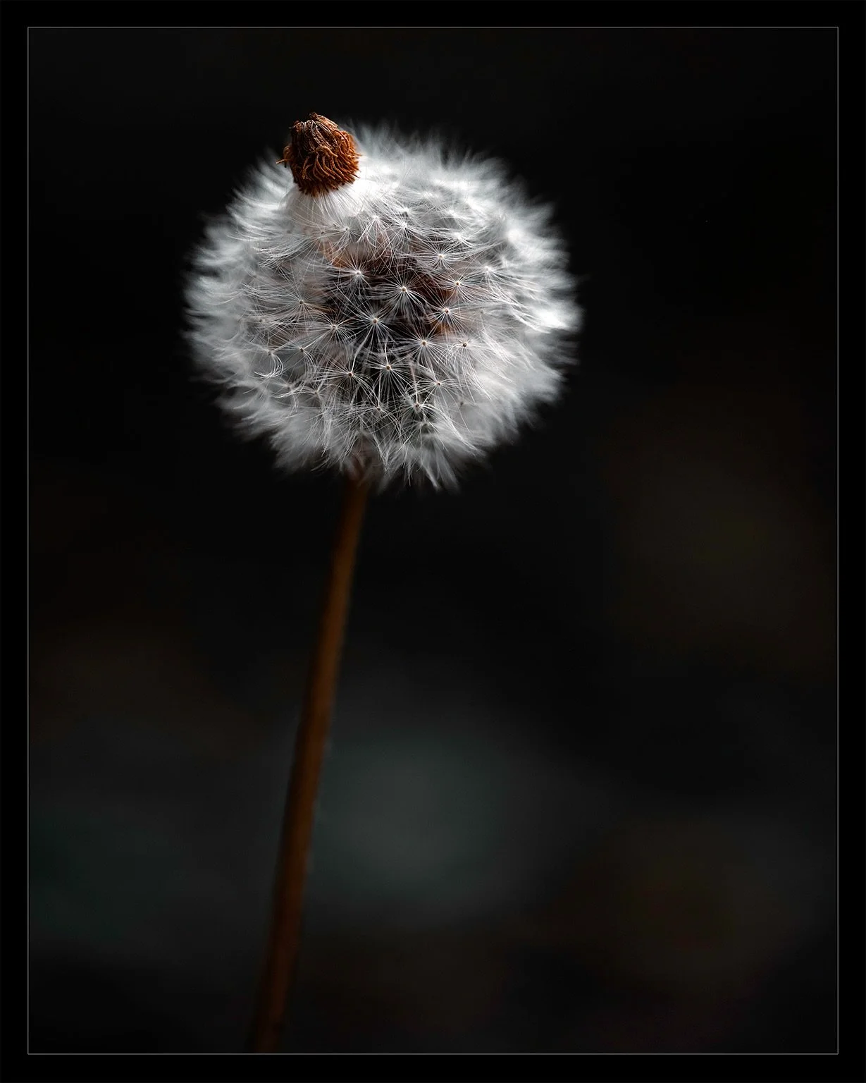 Dandelion Seeds | #dandelion | ⏪️ Swipe ⏩️

&mdash;&mdash;&mdash;&mdash;&mdash;&mdash;&mdash;&mdash;&mdash; 
A dandelion seed head, or puffball, is a delicate, spherical cluster of white, feathery seeds attached to a central stalk. Each seed, called 